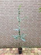 Eucalyptus gunnii – Gomboom, Tuin en Terras, Planten | Tuinplanten, Ophalen, Zomer, Overige soorten, Volle zon