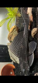 Pleco +-30cm, Dieren en Toebehoren, Vissen | Aquariumvissen, Vis, Zoetwatervis