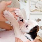 Boxer pups , de laatste witte teef🩷!!!, Dieren en Toebehoren, België, Particulier, Overige rassen, 8 tot 15 weken