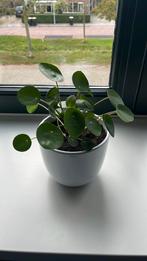 Pannekoekplant inclusief pot, Ophalen, Overige soorten, In pot, Minder dan 100 cm