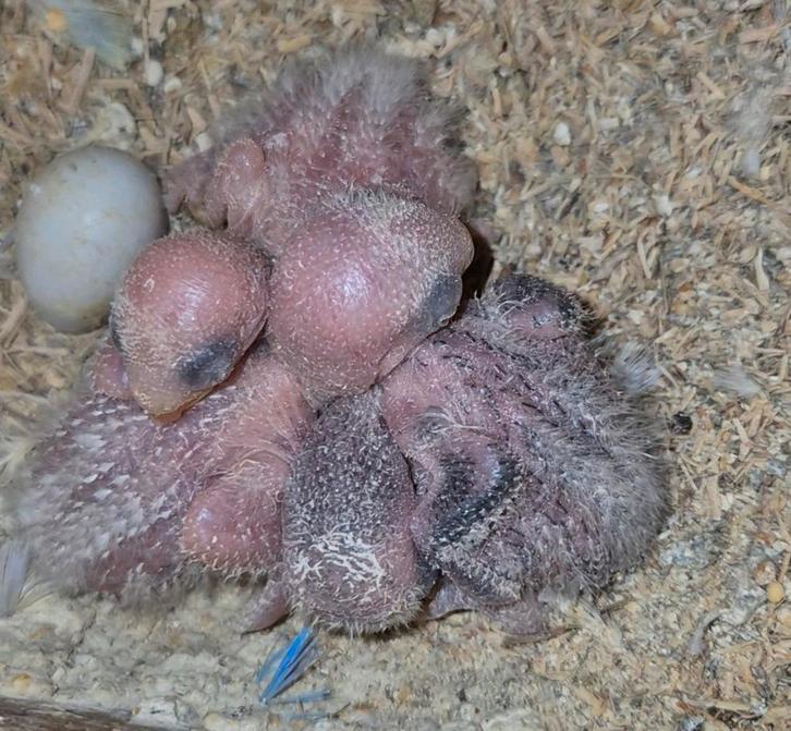 1 Baby agapornis roseicollis dwergpapagaai 3 weken, Dieren en Toebehoren, Pluimvee, Overige soorten, Meerdere dieren
