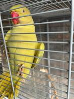 Halsbandparkiet te koop, Dieren en Toebehoren, Vogels | Parkieten en Papegaaien, Mannelijk, Parkiet, Geringd
