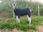 Hoornloze toggenburger bok, Dieren en Toebehoren, Schapen, Geiten en Varkens, Mannelijk, Geit, 0 tot 2 jaar