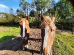 Renswoude 1 plaats voor sobere C-D pony ruin koudbloed, Dieren en Toebehoren, Stalling en Weidegang, Weidegang