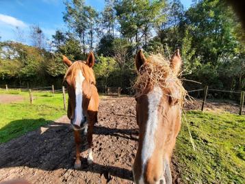 Renswoude 1 plaats voor sobere C-D pony ruin koudbloed beschikbaar voor biedingen