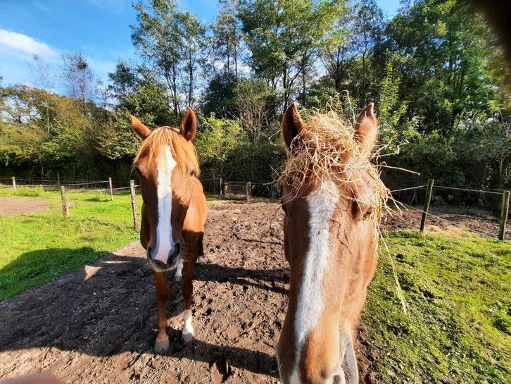 Renswoude 1 plaats voor sobere C-D pony ruin koudbloed, Dieren en Toebehoren, Stalling en Weidegang, Weidegang