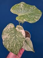 Monstera Mint p12 (1)