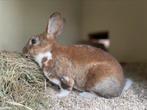 Kleinrex koppel, Dieren en Toebehoren, Konijnen, Meerdere dieren, Dwerg