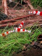 Pure redline crystal red caradina garnalen, Dieren en Toebehoren, Vis, Zoetwatervis