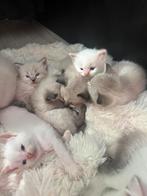 Ragdoll x Britse korthaar kittens, Dieren en Toebehoren, Meerdere dieren, Gechipt, 0 tot 2 jaar