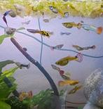 Regenboog Guppen te Koop (mixed), Vis, Zoetwatervis