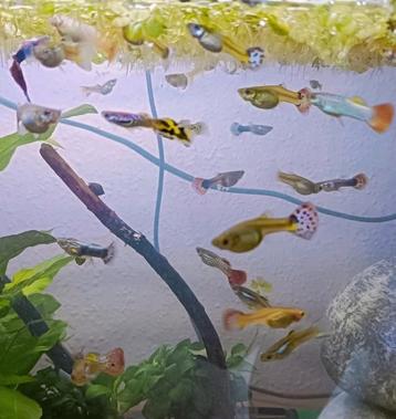 Regenboog Guppen te Koop (mixed) beschikbaar voor biedingen
