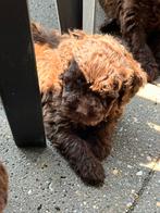 Multigen labradoodle pups choco bruin, Dieren en Toebehoren, Overige rassen, Meerdere, Meerdere dieren, Nederland