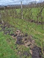 Rode bessen struiken, Ophalen, Overige soorten, 100 tot 250 cm