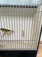 Raza man te koop, Dieren en Toebehoren, Vogels | Kanaries, Mannelijk, Kleurkanarie