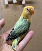Jonge opaline Euwing Turquoise Agapornis fischeri 433, Geslacht onbekend, Dwergpapegaai of Agapornis, Geringd