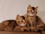 Prachtige Britse Korthaar Kittens – 9 weken –, Dieren en Toebehoren, Katten en Kittens | Raskatten | Korthaar, Meerdere dieren