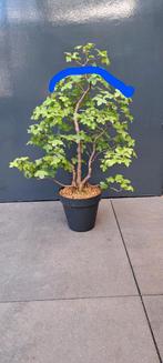 Acer Monspesulanum bonsai, Tuin en Terras, Planten | Tuinplanten, Halfschaduw, Overige soorten, Ophalen, Bloeit niet