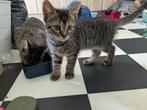 Kittens (cypers, korthaar), Dieren en Toebehoren, Katten en Kittens | Overige Katten, Poes
