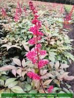 Astilbe Fanal Rode Spirea bodembedekker, Tuin en Terras, Planten | Tuinplanten, Ophalen of Verzenden, Zomer, Overige soorten, Halfschaduw