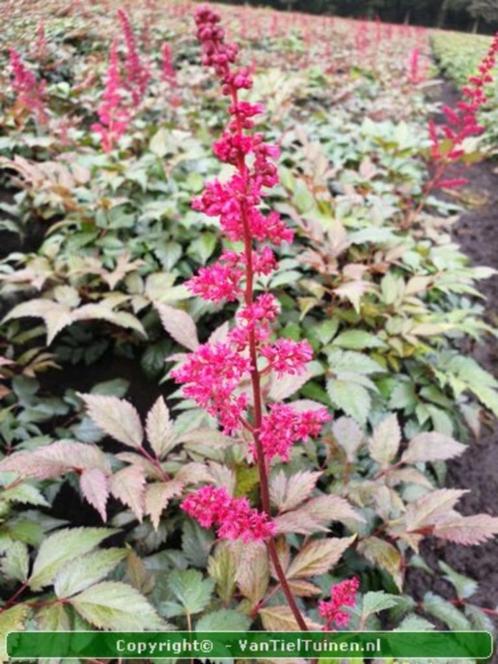 Astilbe Fanal Rode Spirea bodembedekker, Tuin en Terras, Planten | Tuinplanten, Overige soorten, Halfschaduw, Zomer, Ophalen of Verzenden