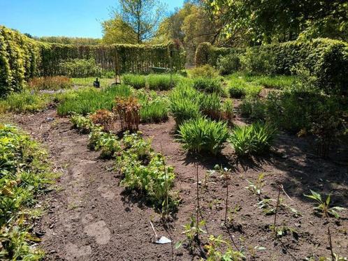 Tuinman advies, aanleg en onderhoud, Diensten en Vakmensen, Tuinmannen en Stratenmakers