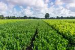 Diverse lauriersoorten, Ophalen, Laurier, Haag, Minder dan 100 cm
