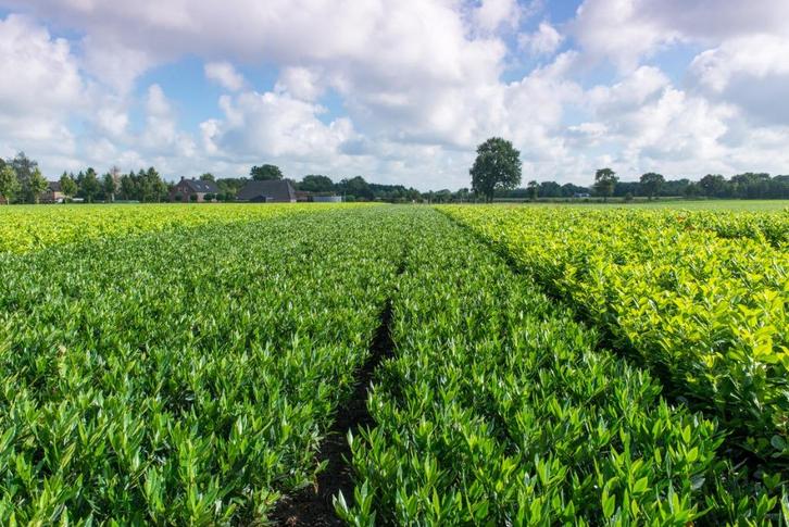 Diverse lauriersoorten, Tuin en Terras, Planten | Struiken en Hagen, Haag, Laurier, Minder dan 100 cm, Ophalen