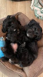 Maltipoo X Boomer pups, nog 2 teefjes over, 8 tot 15 weken, Teef, Parvo, Meerdere