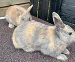 Konijnen ( mannetjes), Dieren en Toebehoren, Mannelijk, Dwerg