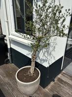 Olijfboom 190cm met pot, Tuin en Terras, Planten | Bomen, 100 tot 250 cm, Olijfboom, Ophalen, Volle zon
