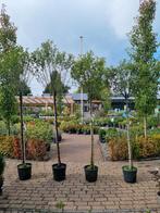 Bol prunus op stam, Tuin en Terras, Planten | Bomen, Ophalen, Zomer, Volle zon