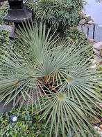 Trachycarpus fortunei x nanus zaden, Ophalen of Verzenden, Zomer, Overige soorten, Volle zon