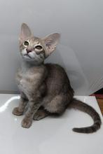 Oosterse Korthaar kittens 4 oktober BLUE girl, Meerdere dieren, Met stamboom, 0 tot 2 jaar