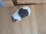 cavia, Dieren en Toebehoren, Knaagdieren, Augustus, Mannelijk, Cavia