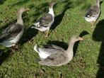 ganzen, Meerdere dieren, Gans of Zwaan