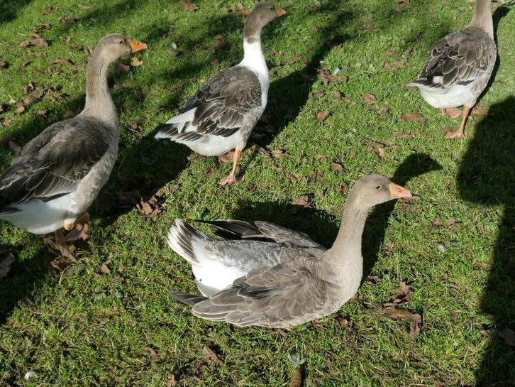 ganzen, Dieren en Toebehoren, Pluimvee, Gans of Zwaan, Meerdere dieren