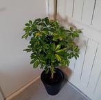 Schefflera boompje 80cm incl pot, Huis en Inrichting, Kamerplanten, Ophalen, Overige soorten, Halfschaduw, In pot