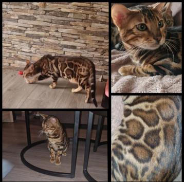 Bengaal dekkater €275 beschikbaar voor biedingen