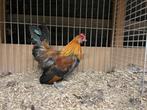 Trio Hollandse kriel, Dieren en Toebehoren, Pluimvee, Kip