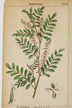 Indigoplant - Antieke illustratie (rond 1900), Natuur, Gebruikt, Verzenden, Voor 1940