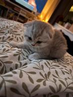 British Korthaar Kitten Reservieren