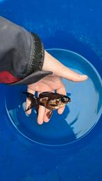 Telescoopoog goudvis, Dieren en Toebehoren, Vissen | Vijvervissen, Goudvis(sen)