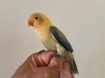 Jongen Agapornis tam!, Dieren en Toebehoren, Vogels | Parkieten en Papegaaien, Geslacht onbekend, Dwergpapegaai of Agapornis, Geringd