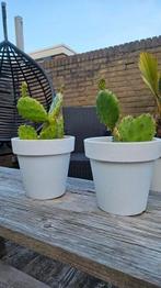 Opuntia Cactus, plant schuifcactus vijgcactus kamerplant, Ophalen, Cactus, Volle zon, Minder dan 100 cm