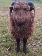 Prachtig ouessant rammetje, alleen voor ubnhouders