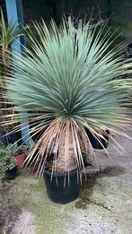 Mediterrane Planten, Overige soorten, Minder dan 100 cm, Zomer, Ophalen