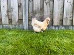 Zijdehoen hennen, Dieren en Toebehoren, Pluimvee, Vrouwelijk, Kip