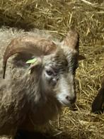 Prachtige Quessant Ouessant Ram, Dieren en Toebehoren, Mannelijk, Schaap