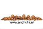 Vizsla pups verwacht dec 2025 / jan 2026, Dieren en Toebehoren, Honden | Setters en Staande honden, Overige rassen, CDV (hondenziekte)